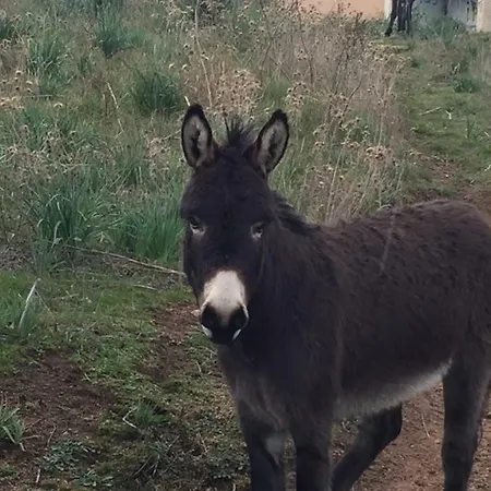 Cote Vila Ajaccio (Corsica)